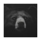 Asiatic Black Bear Gnos - Canvas