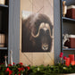 Musk Ox Majesty - Canvas