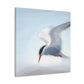 Terns in Arctic Snow - Canvas