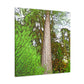 "Redwoods at Dusk" - Canvas