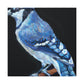 "Blue Jay in Realism" - Canvas