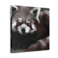 Red Panda Splendor - Canvas