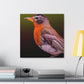 "American Robin in Oil" - Canvas