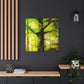 "Beech Tree, Serene Beauty" - Canvas