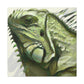 "Iguana of Greatness" - Canvas