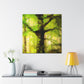 "Beech Tree, Serene Beauty" - Canvas