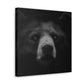 Asiatic Black Bear Gnos - Canvas