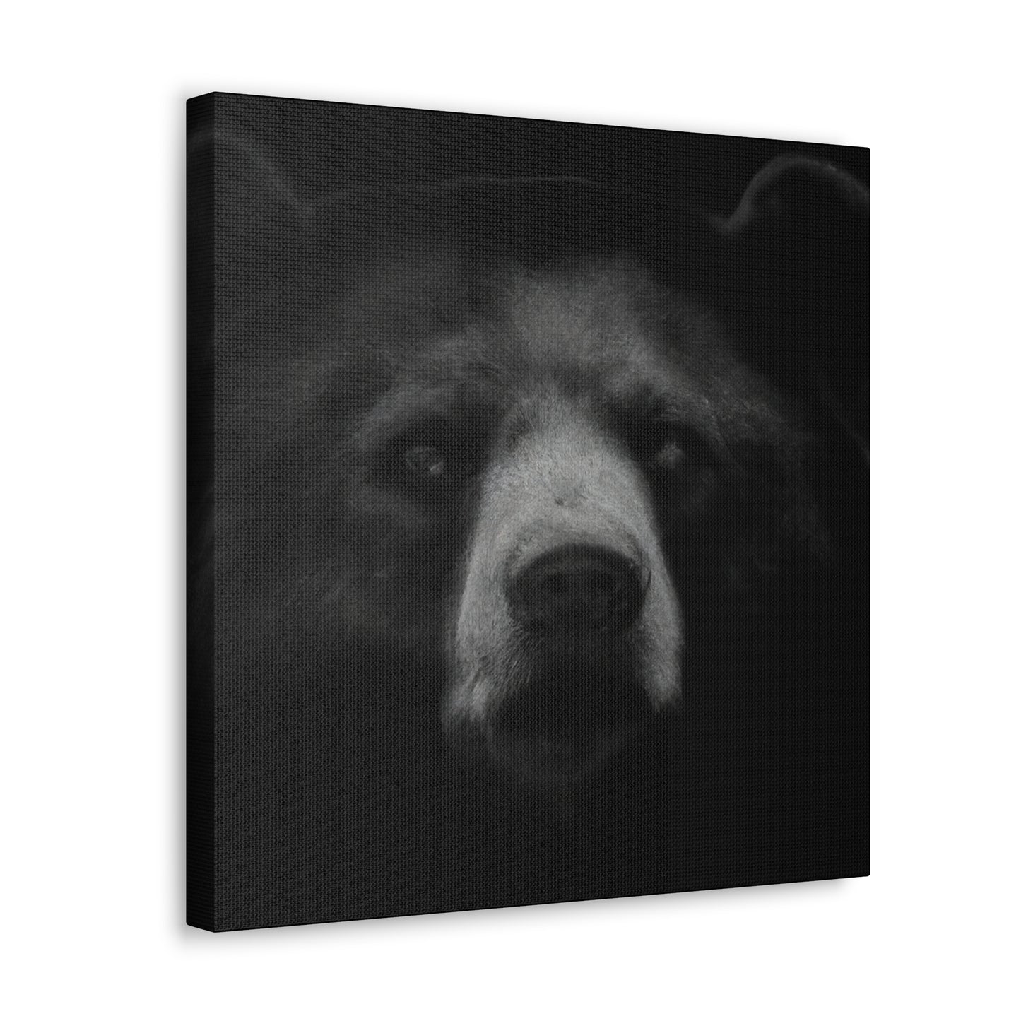 Asiatic Black Bear Gnos - Canvas