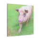 Pig With Pink Skin - Canvas