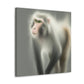 "Majestic Japanese Macaque" - Canvas