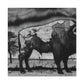 Bison on the Prairie - Canvas