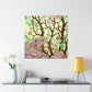 Cherry Blossoms Bloom - Canvas