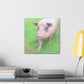 Pig With Pink Skin - Canvas