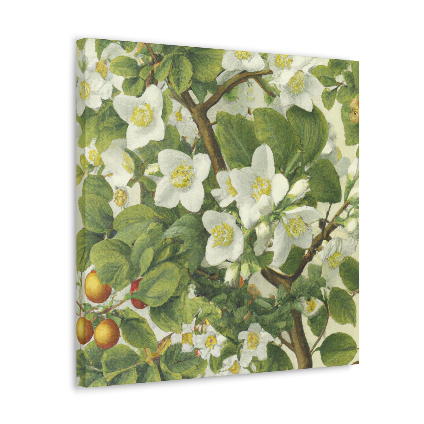 Jasmine in Renaissance Glory - Canvas