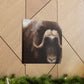 Musk Ox Majesty - Canvas