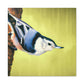 "White-breasted Nuthatch Bliss" - Canvas