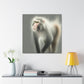 "Majestic Japanese Macaque" - Canvas