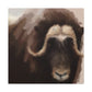 Musk Ox Majesty - Canvas