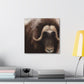 Musk Ox Majesty - Canvas