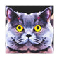 "Cute British Shorthair" - Canvas