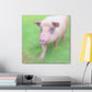 Pig With Pink Skin - Canvas