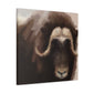 Musk Ox Majesty - Canvas