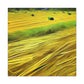 Sunlit Hay Field Dream - Canvas