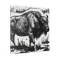 "Bison of the Prairie" - Canvas