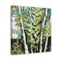 Birch Tree Grandeur - Canvas