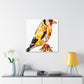 "Goldfinch American Splendor" - Canvas