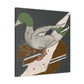 Mallard Duck Dreamscape - Canvas