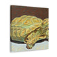 "Gorgeous Russian Tortoise" - Canvas