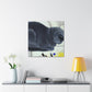 "British Shorthair Solitude" - Canvas