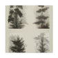 Pine Tree Enchantment - Canvas