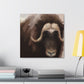 Musk Ox Majesty - Canvas