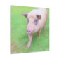 Pig With Pink Skin - Canvas