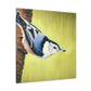 "White-breasted Nuthatch Bliss" - Canvas