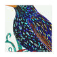 European Starling Reflection - Canvas