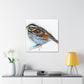 Song Sparrow Melodies - Canvas