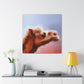 Dromedary Camel Oasis - Canvas