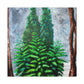 "Ancient Sequoia Splendor" - Canvas