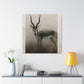 Antelope on the Plains - Canvas