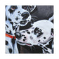 "Dalmatian on Canvas" - Canvas