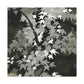 Maple Tree Splendor - Canvas