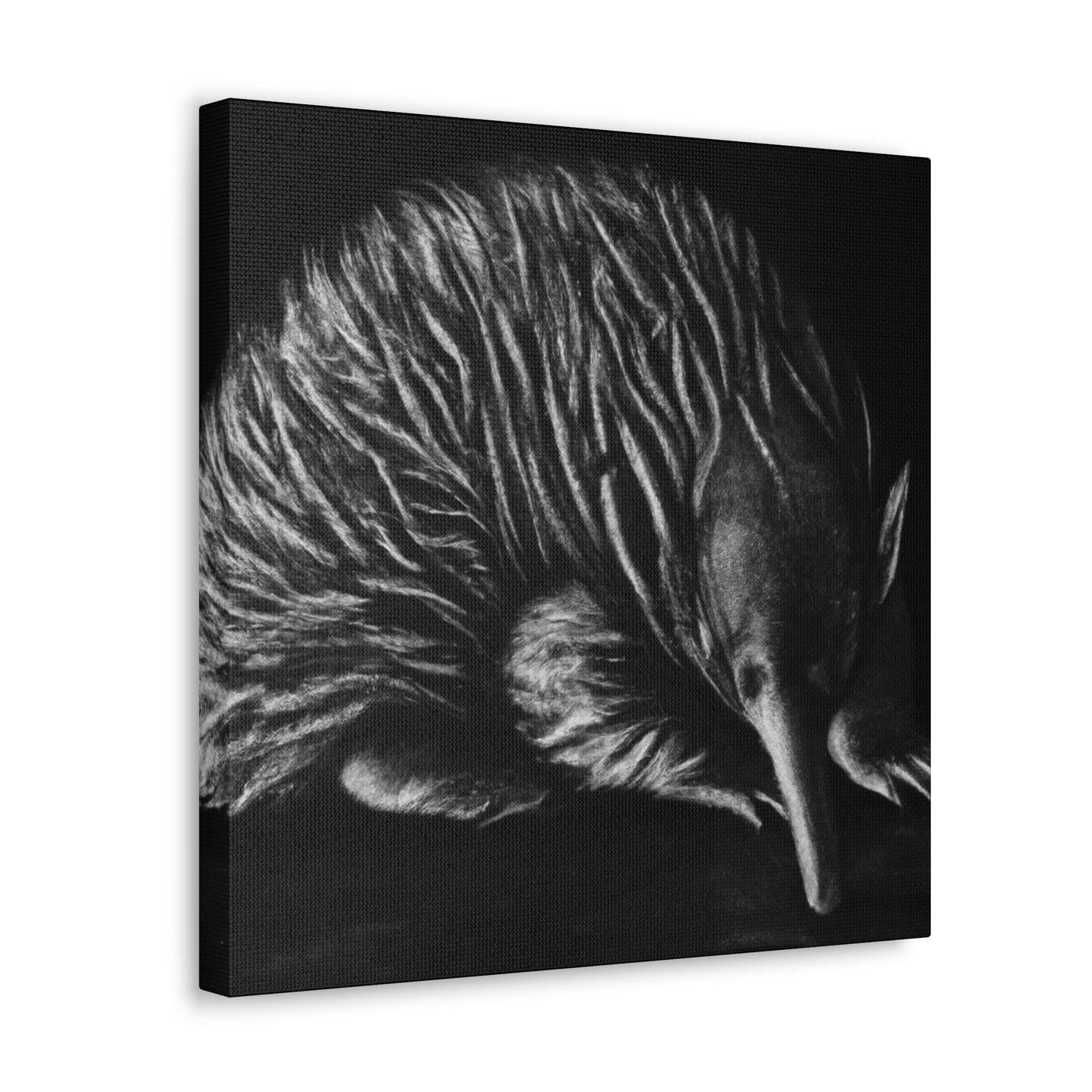 Echidna: Glorious Beauty - Canvas