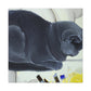 "British Shorthair Solitude" - Canvas