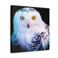 Snowy Owl Majesty - Canvas