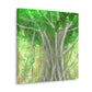 Banyan Tree Illusionist - Canvas