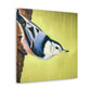 "White-breasted Nuthatch Bliss" - Canvas