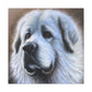 "Proud Pyrenees Portrait" - Canvas